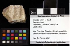 Foto (Objket + Etiketten) von Gastrosacus sp. 